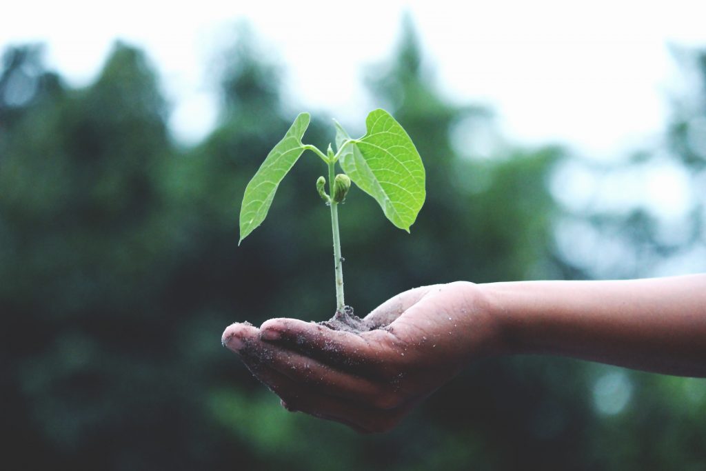 Hand holding a small green plant