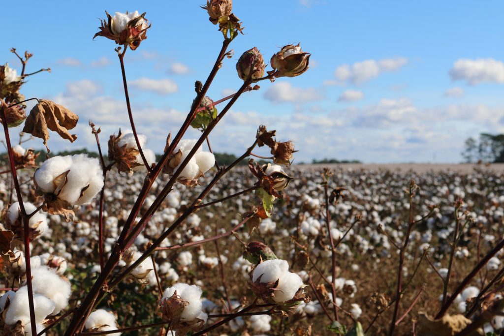 Cotton plants in a cotton field with blue skies - sustainability and cotton